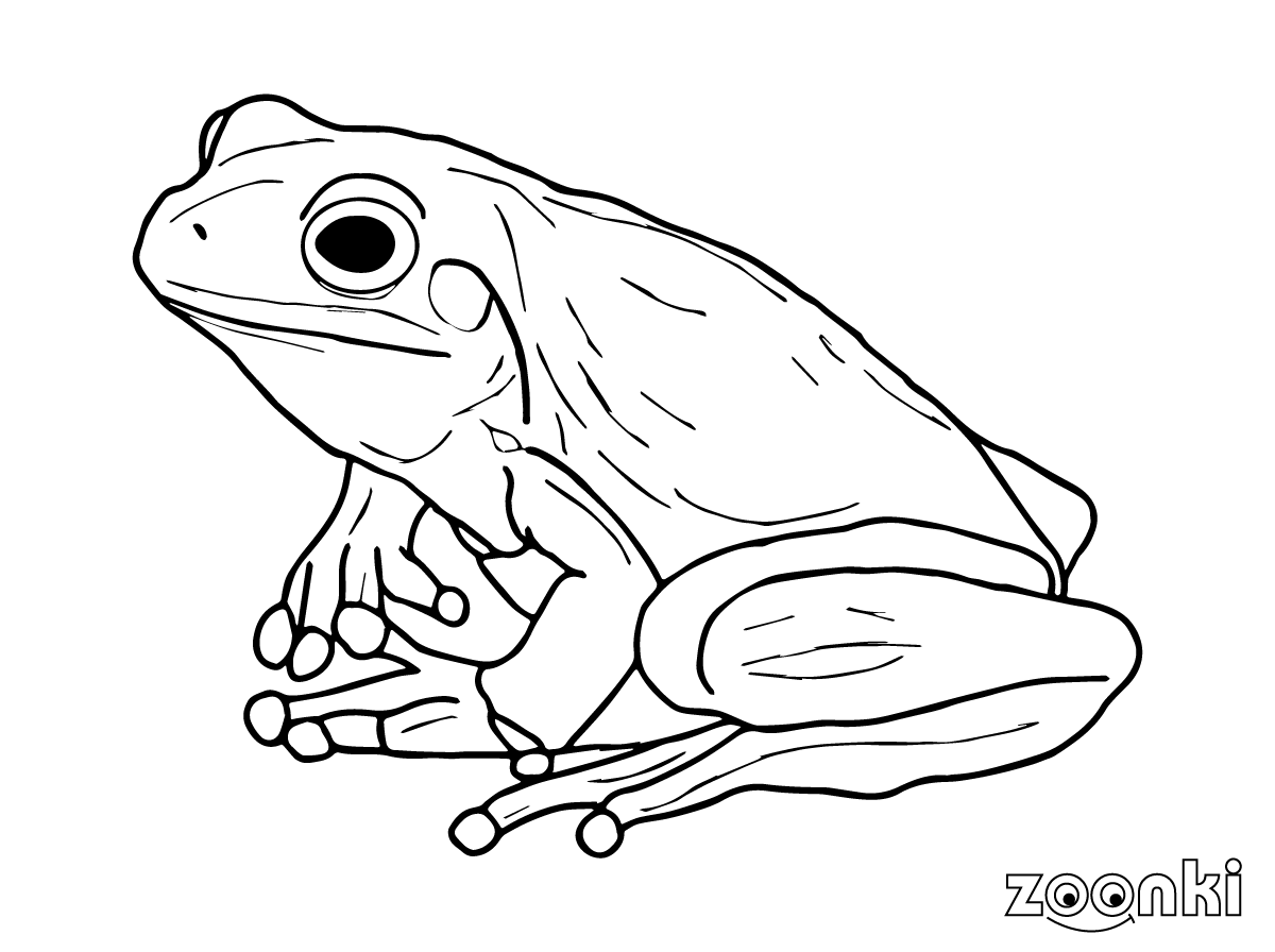 zoonki frog 001 coloring pages