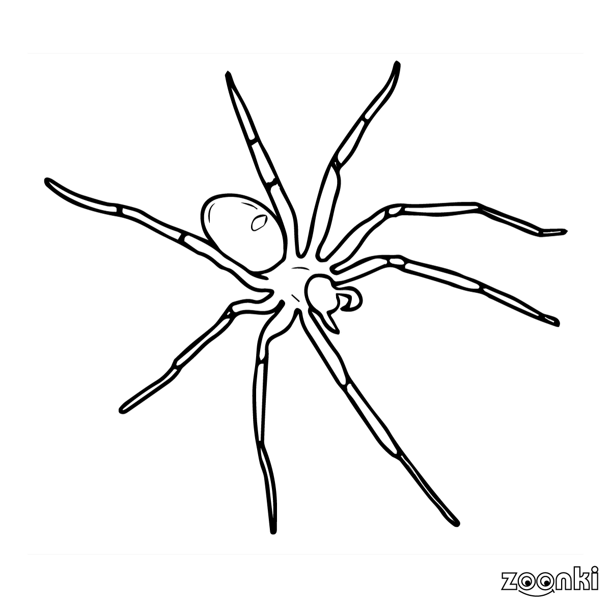 zoonki black & white spider for coloring