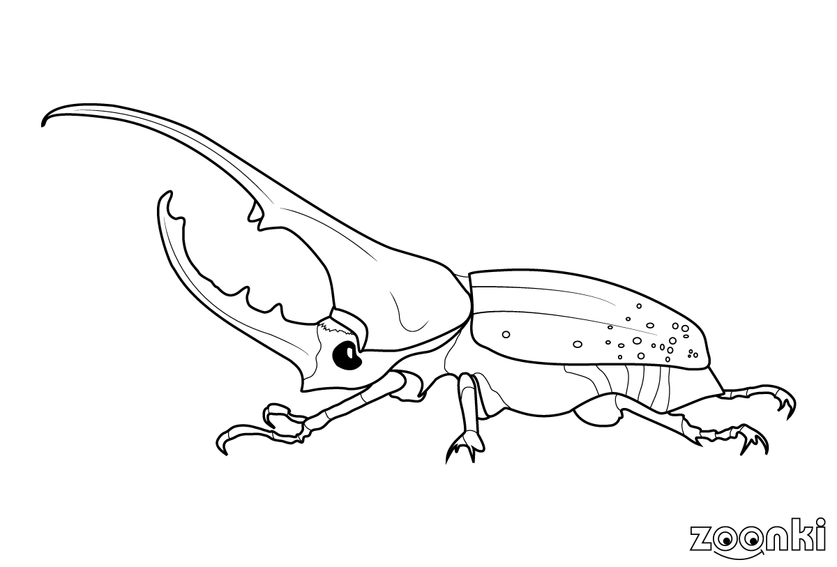 zoonki black & white hercules beetle for coloring