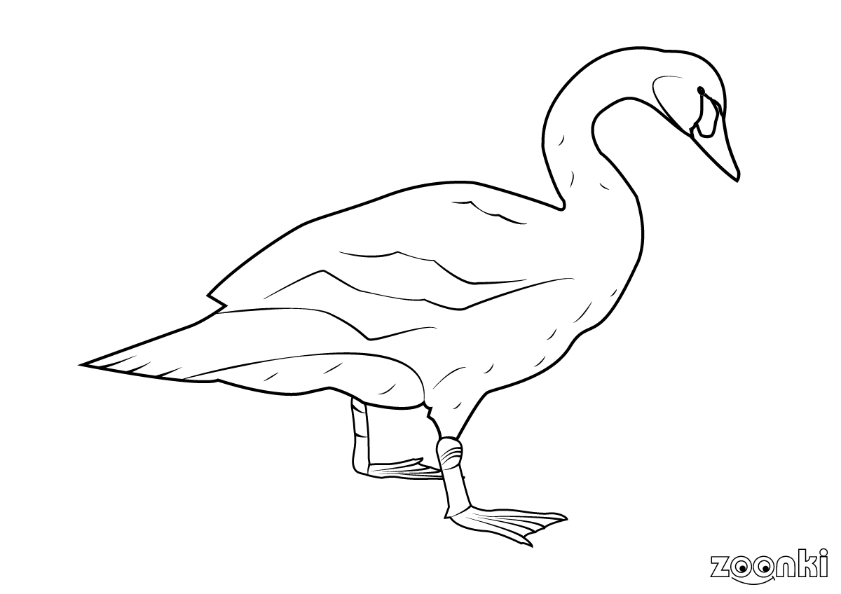 Colouring pages - swan - zoonki.com