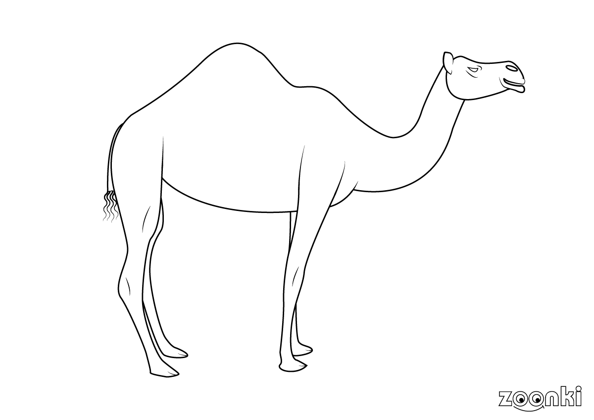 Free colouring pages - camel mammal - zoonki.com