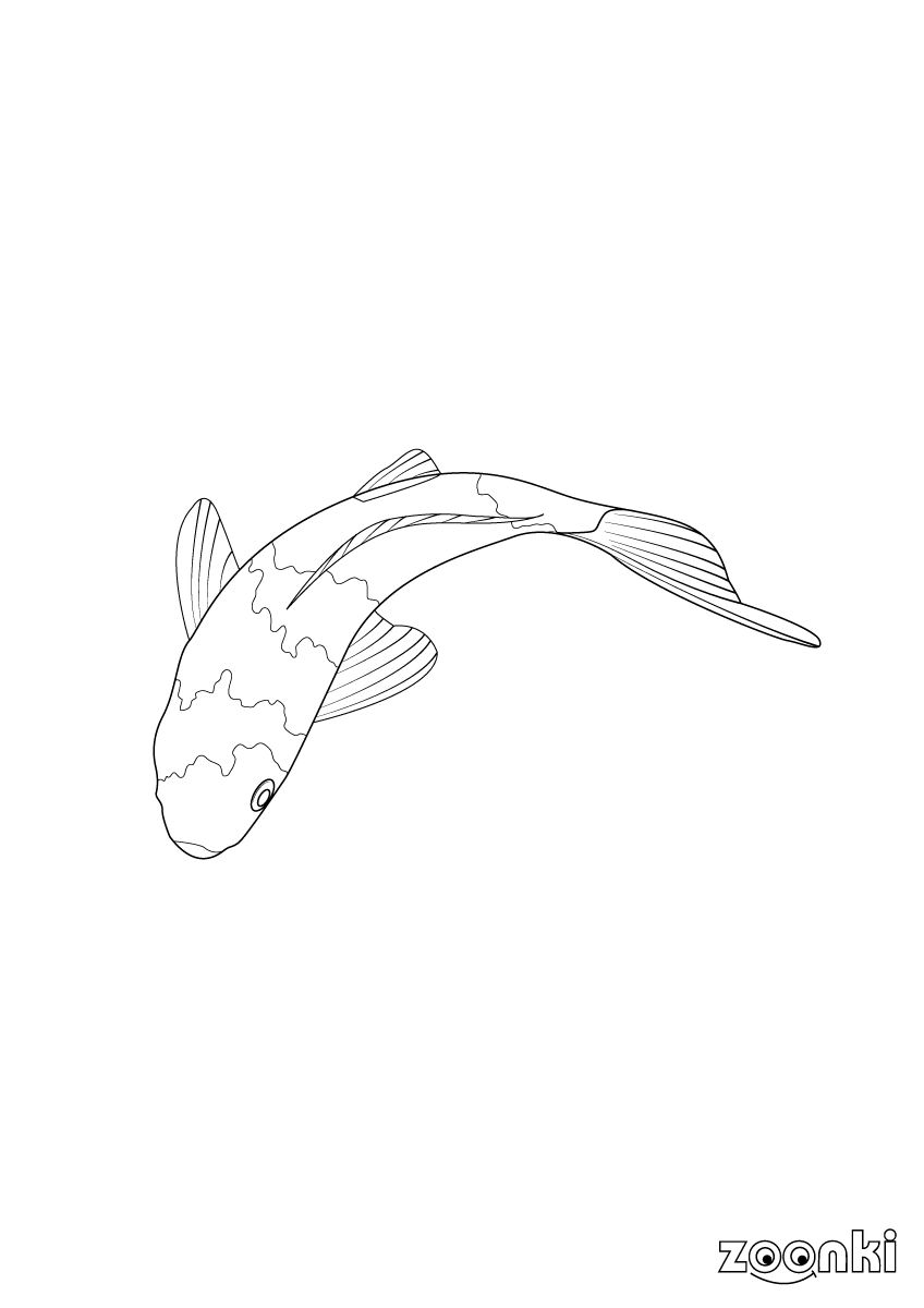 Free colouring pages - koi, fish - zoonki.com