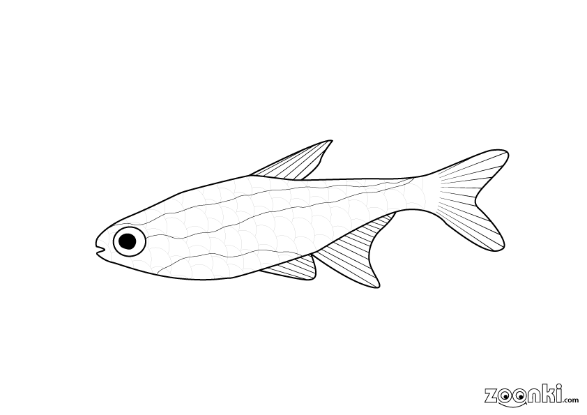 Free colouring pages - cardinal tetra fish 001 | zoonki.com