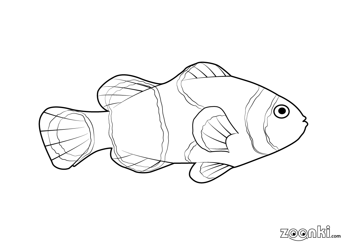 Colouring pages - Clown fish (Nemo) 001 | zoonki.com