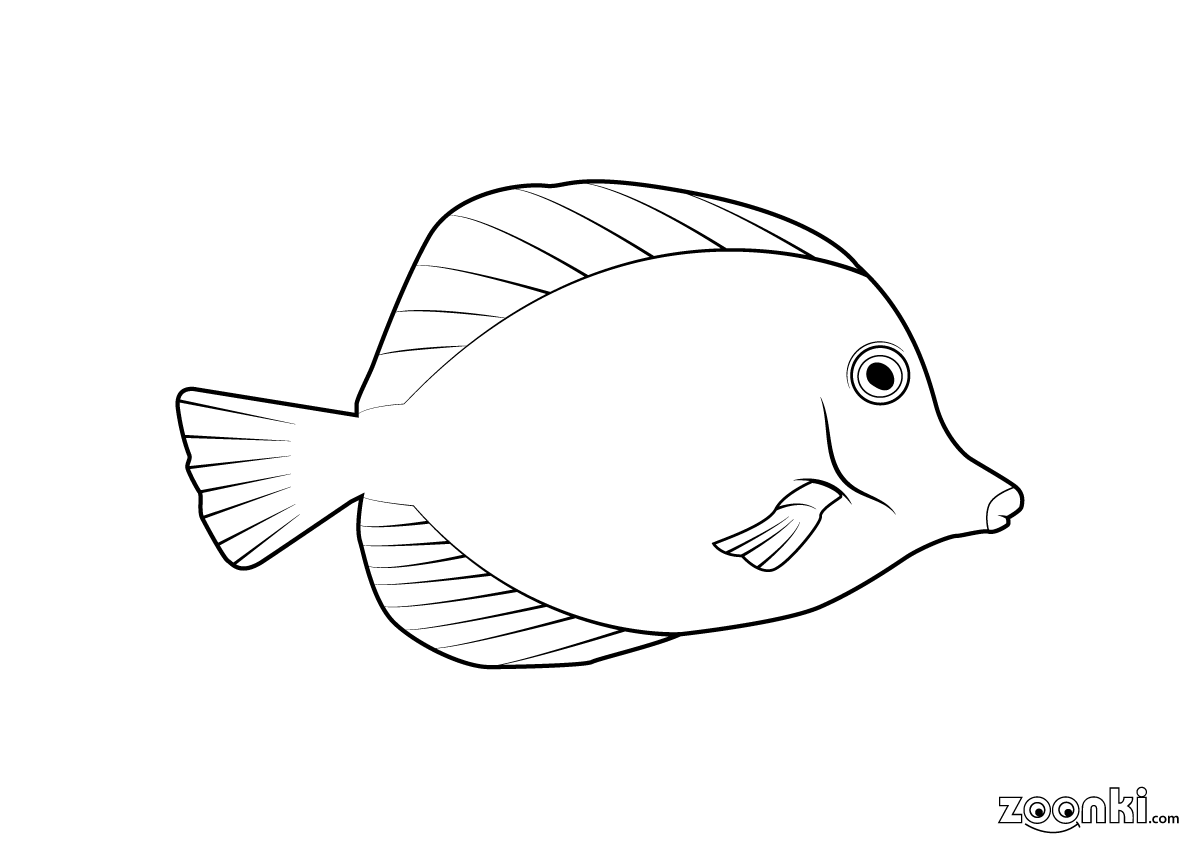 Colouring pages - yellow tang fish 001 | zoonki.com